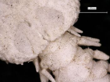 Media type: image; Invertebrate Zoology OPH-1159